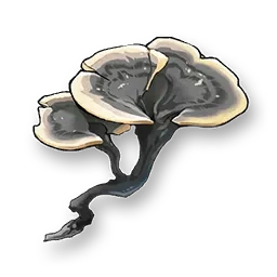 Coriolus